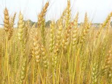 growing gluten free oats