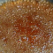 amber colored sugar